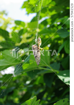 Niiyizemi被困在蜘蛛中 57941529