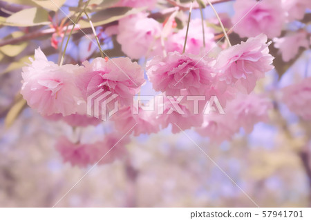 Soft pink flowers of Japanese sakura  57941701