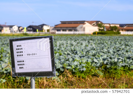 Broccoli field (Kaga Plain) Broccoli field (Kaga Plain) 57942701