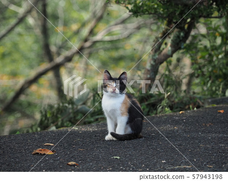 Stray cat, kitten, calico Stray cat, kitten, calico 57943198