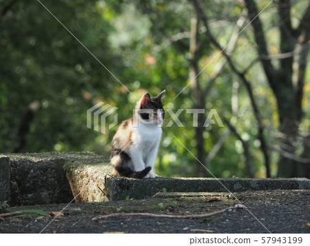 Stray cat, kitten, calico 57943199