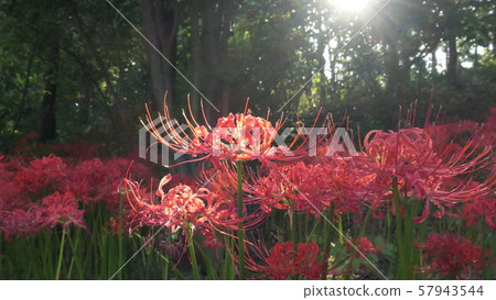 花碗 花碗 57943544