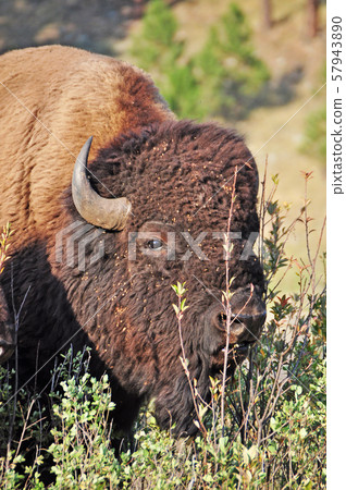美洲野牛 美洲野牛 57943890