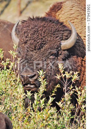 美洲野牛 57943901