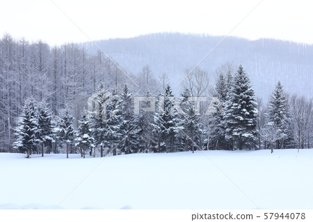 Furano Forest Snow Scene 57944078