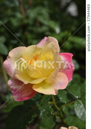 Colour changing rose with drops of dew. 57944469