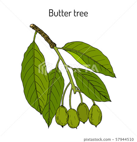 Butter tree Madhuca longifolia , medicinal plant Butter tree Madhuca longifolia , medicinal plant 57944510