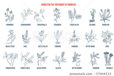 Best herbs for the treatment of anorexia Best herbs for the treatment of anorexia 57944523