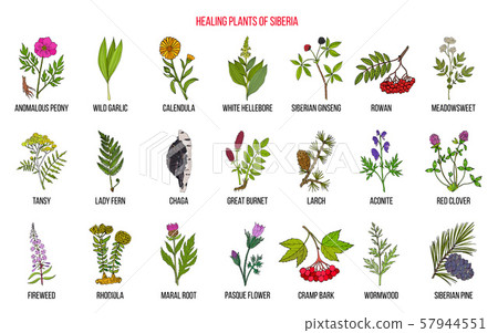 Medicinal herbs of Siberia Medicinal herbs of Siberia 57944551