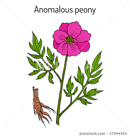 Anomalous peony Paeonia anomala , medicinal plant Anomalous peony Paeonia anomala , medicinal plant 57944563