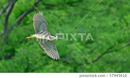 優雅地飛行在新綠色背景的夜鷺屬 優雅地飛行在新綠色背景的夜鷺屬 57945610