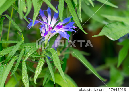 改變牽牛花126 改變牽牛花126 57945918