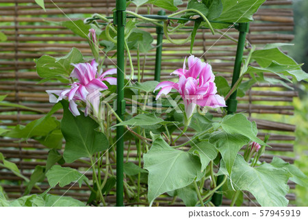 改變牽牛花127 57945919