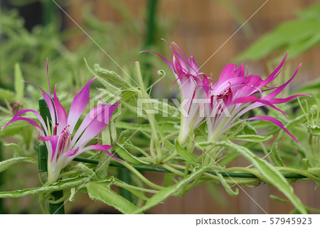 改變牽牛花131 57945923