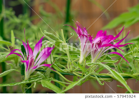 改變牽牛花132 57945924