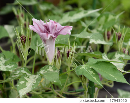 Change Morning Glory 138 Change Morning Glory 138 57945930