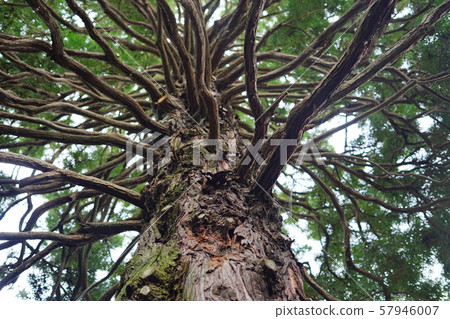 老樹 57946007