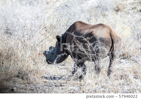 Black Rhinoceros Browsing under a tree. Black Rhinoceros Browsing under a tree. 57946022