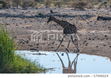 Giraffes in Etosha National Park 57946024