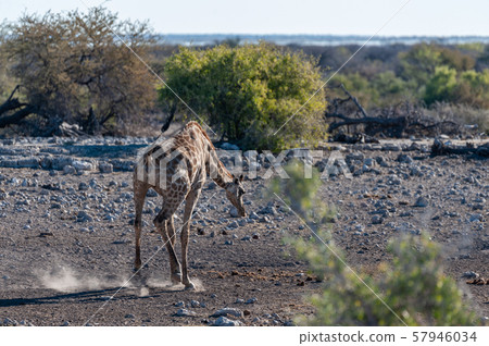 Giraffes in Etosha National Park Giraffes in Etosha National Park 57946034