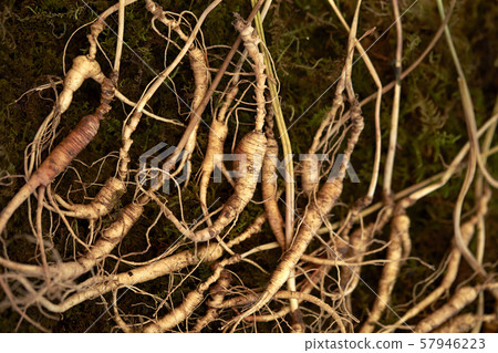 Ginseng 57946223