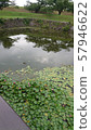 Lotus 57946622
