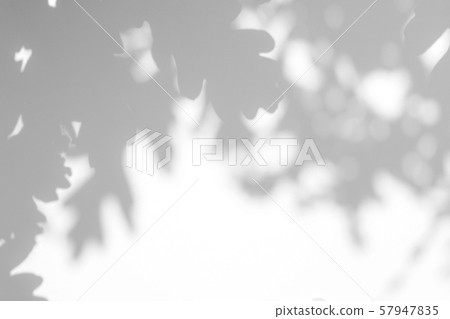 gray shadow of the leaves on a white wall 57947835
