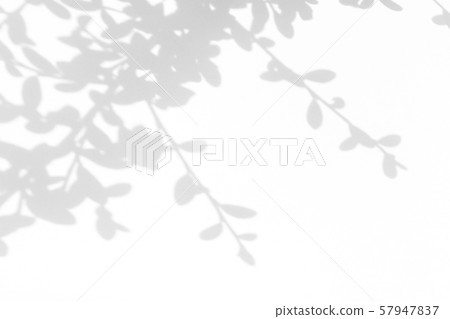 gray shadow of the leaves on a white wall 57947837