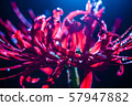 Cluster amaryllis 57947882