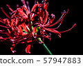 Cluster amaryllis 57947883