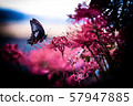Higanki flower and butterfly 57947885