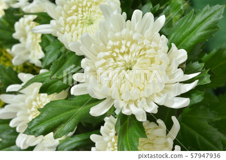 White chrysanthemum 57947936