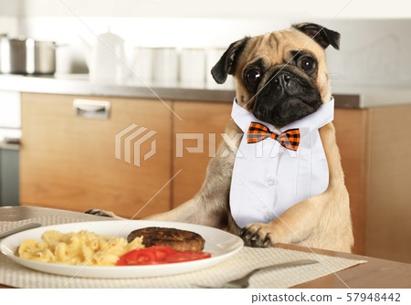 Young pug in shirt front dining in the kitchen Young pug in shirt front dining in the kitchen 57948442