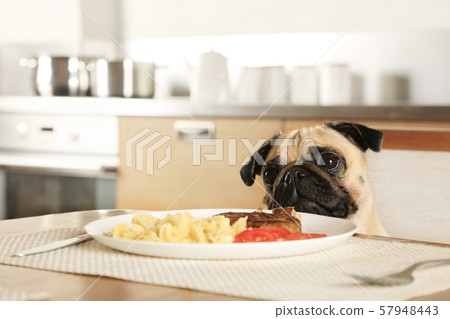 Lovely purebred pug sitting at the table and licks Lovely purebred pug sitting at the table and licks 57948443