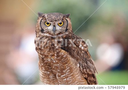 Owl show Owl show 57948979