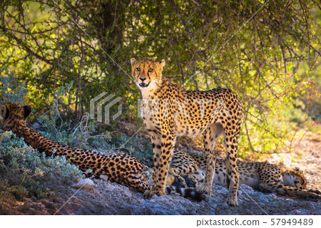 Three cheetahs in the Etosha National Park 57949489