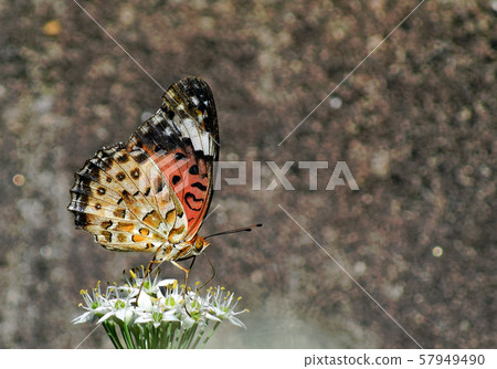 Chinese chive and butterfly butterfly 57949490