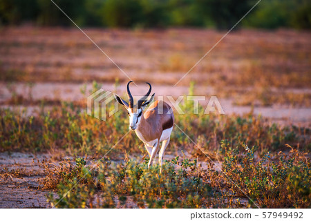 Springbok antelope photographed at sunset in Namibia 57949492