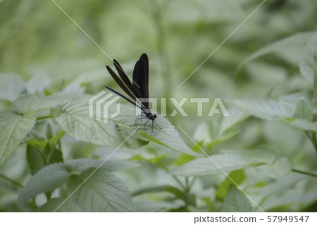 Dragonfly / female of a tuna dragonfly perching on a leaf 57949547