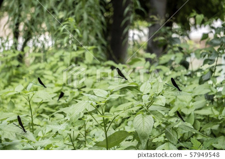 Herring dragonfly perching on a leaf in the forest Herring dragonfly perching on a leaf in the forest 57949548