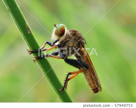 Aoméab Aoméab 57949753