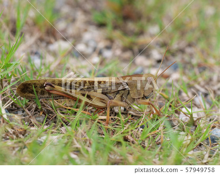 Tonosama beatta 57949758