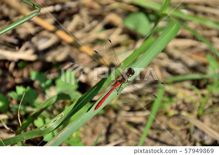 Dragonfly Dragonfly 57949869