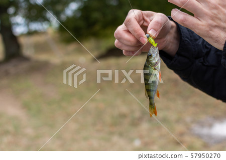 Perch on a fishing rod hook 57950270