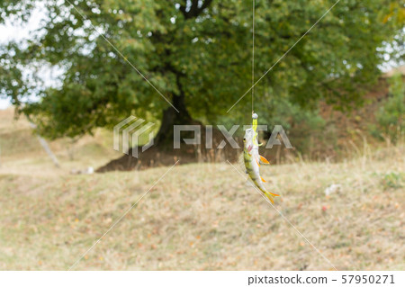 Perch on a fishing rod hook 57950271