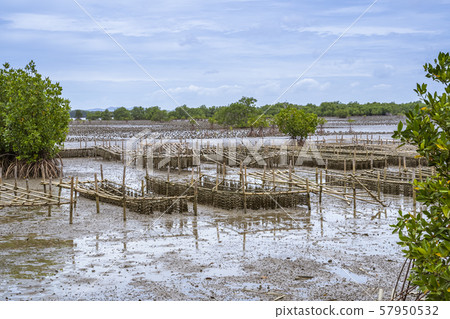 Oyster farm in the mangrove area at low tide 57950532