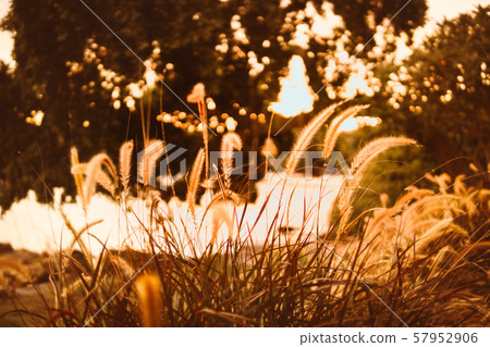 torpedo grass and orange sunset by the sea torpedo grass and orange sunset by the sea 57952906