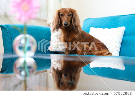 Dachshund relaxing on the sofa Dachshund relaxing on the sofa 57952998