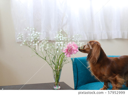 達克斯獵犬在沙發上放鬆 達克斯獵犬在沙發上放鬆 57952999