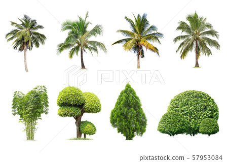 Coconut and palm trees Isolated tree on white 57953084